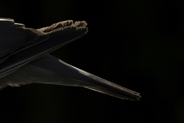 Wood pigeon (Columba palumbus) adult garden bird back and tail rim lit in summer, England, United