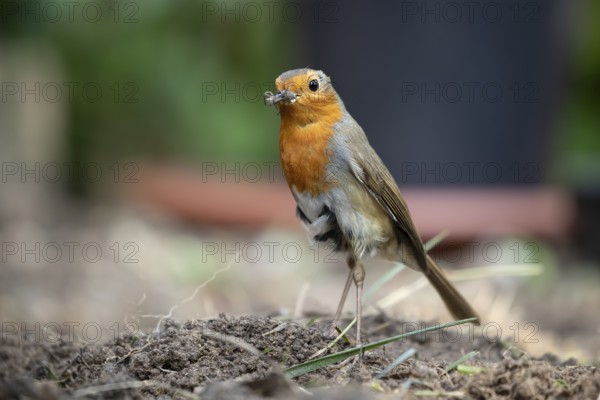 European robin (Erithacus rubecula) adult garden bird with bugs for food in its beak in summer,