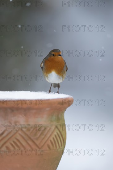 European robin (Erithacus rubecula) adult garden bird on snow covered flower pot in winter,