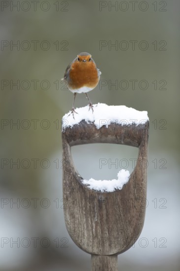 European robin (Erithacus rubecula) adult garden bird on snow covered fork handle in winter,