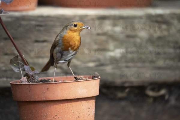 European robin (Erithacus rubecula) adult garden bird with bugs for food in its beak on flower pot