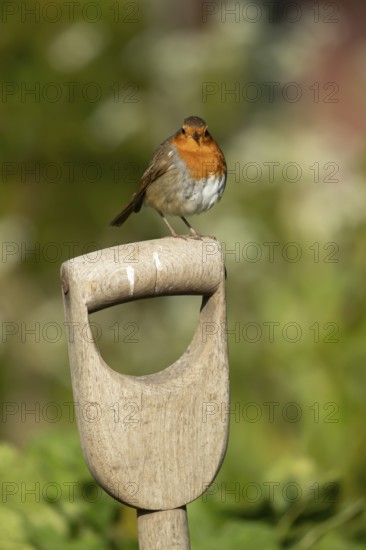 European robin (Erithacus rubecula) adult garden bird on fork handle, England, United Kingdom