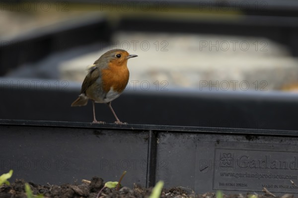 European robin (Erithacus rubecula) adult garden bird on a plastic raised bed, England, United