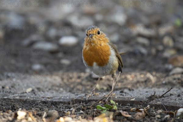 European robin (Erithacus rubecula) adult garden bird on a garden border, England, United Kingdom