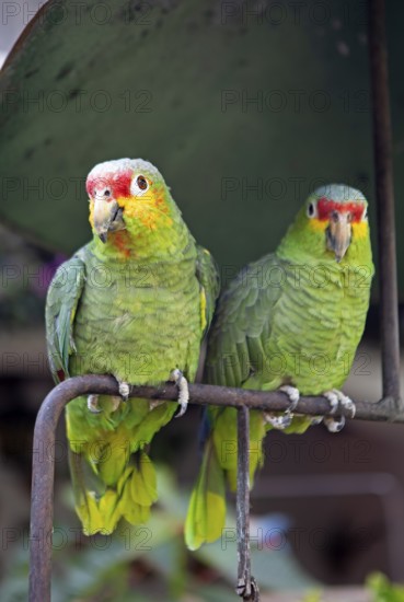 Red-fronted Amazon (Amazona autumnalis) or Yellow-cheeked Amazon in Chichicastenango, Parrots,