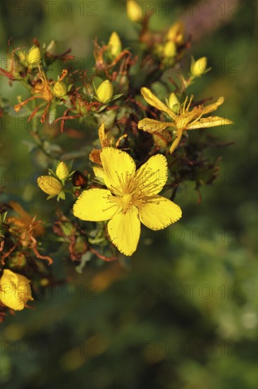 Common St John's wort (Hypericum perforatum), spotted St John's wort or common St John's wort