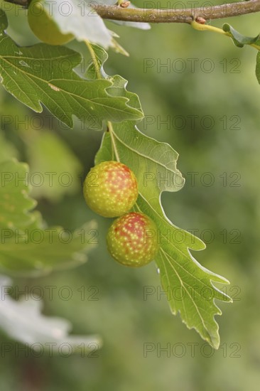 Common oak gall wasp (Cynips quercusfolii) on a leaf of an English oak, Wilnsdorf, North