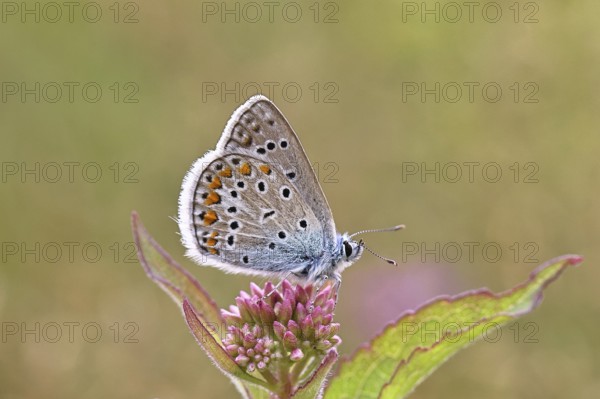 Blue butterfly (Polyommatus icarus), Common blue, female on a flower of Hemp agrimony (Asteraceae)
