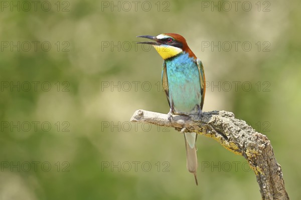 European bee-eater (Merops apiaster) sitting on a branch covered with green lichen, Lake Neusiedl,