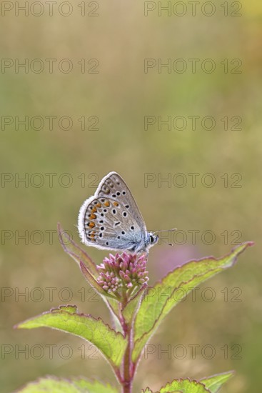 Blue butterfly (Polyommatus icarus), Common blue, female on a flower of Hemp agrimony (Asteraceae)