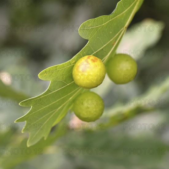 Common oak gall wasp (Cynips quercusfolii) on a leaf of an English oak, Wilnsdorf, North