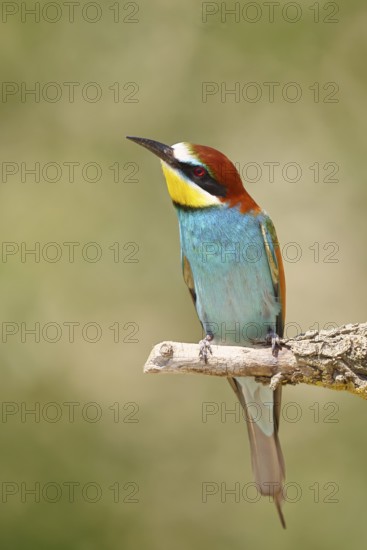 European bee-eater (Merops apiaster) sitting on a branch covered with green lichen, Lake Neusiedl,