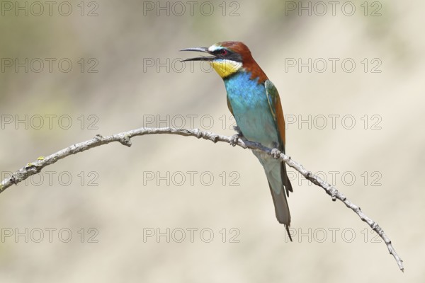 European bee-eater (Merops apiaster) sitting on a branch covered with lichen, Lake Neusiedl,