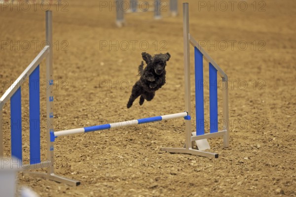 Agility, poodle jumps over hurdle