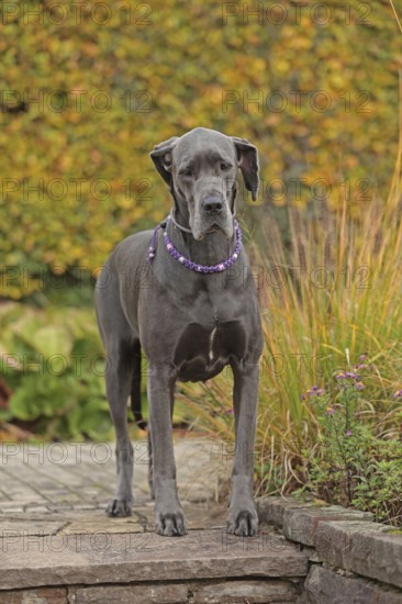 Great Dane