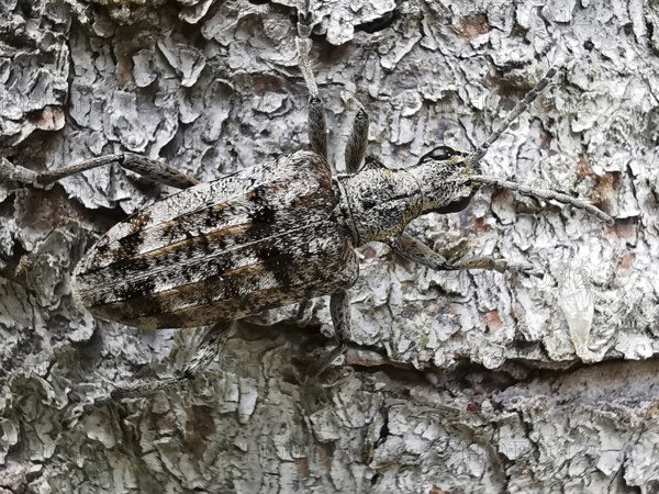 A grey beetle (Rhagium inquisitor) on tree bark shows perfect camouflage in a natural environment,