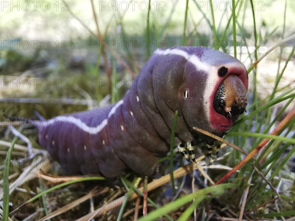 Close-up of a purple caterpillar (eruca) of the puss moth (cerura vinula) with striking colouration