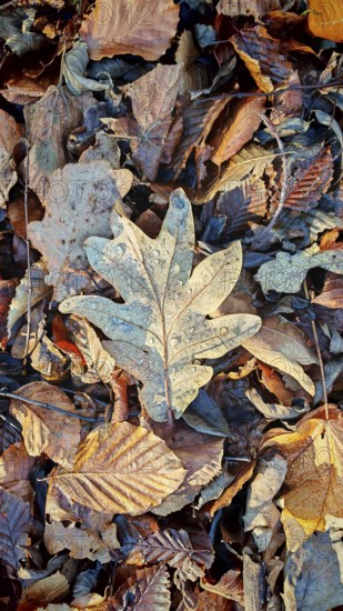 Frosty oak leaf lying on autumn deciduous cover, Frankenwald nature park Park