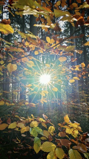 The sun breaks through autumn leaves and fills the forest with golden light, Frankenwald nature