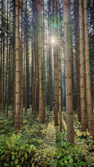 Light shines through a dense forest characterized by tall trees and green undergrowth, Franconian