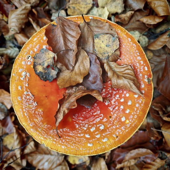 Large orange mushroom fly agaric (amanita muscaria) covered with colourful leaves, Rennsteig,