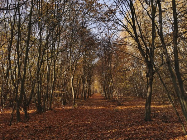 A long forest trail is covered by autumn leaves and lined with trees, Frankenwald nature park Park,