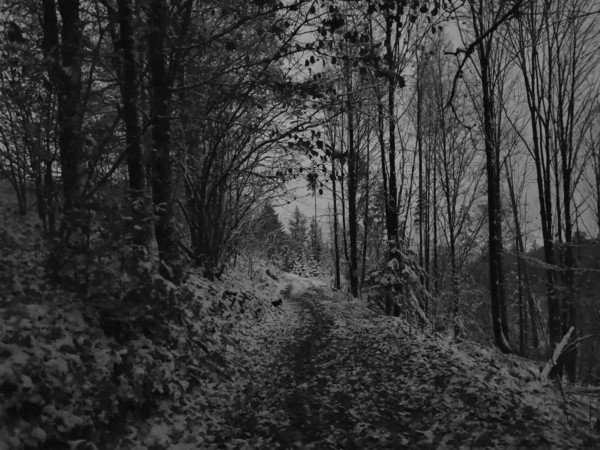 Snowy forest trail in a black and white scene with bare trees, Frankenwald nature park Park,