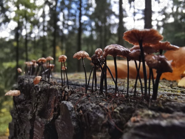 Close-up of mushrooms growing on a mossy tree stump, funny scene, Frankenwald nature park Park,