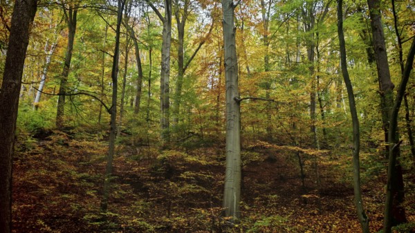Forest with colorful autumn leaves, thick trees and a natural floor covering of leaves that create