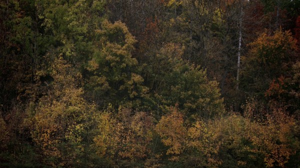 Dense tree landscape in autumn with a mix of brown and green tones that form a harmonious natural
