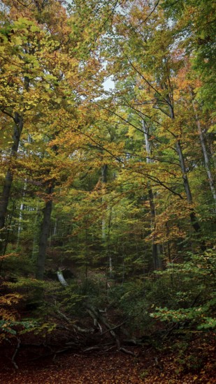 Lively forest in autumn, rich in colorful leaves and various shades of autumn. A dynamic and