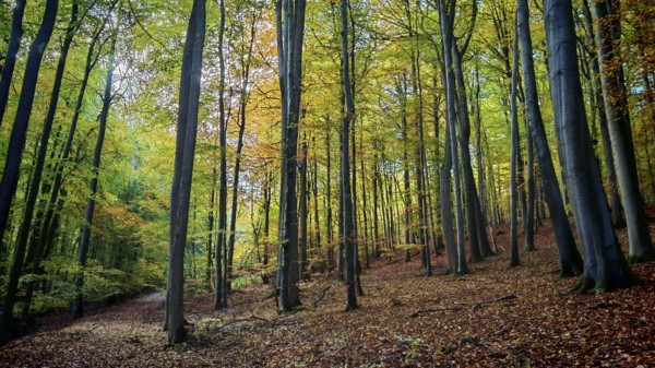 A quiet forest with tall trees and colorful autumn leaves. A natural and peaceful landscape in