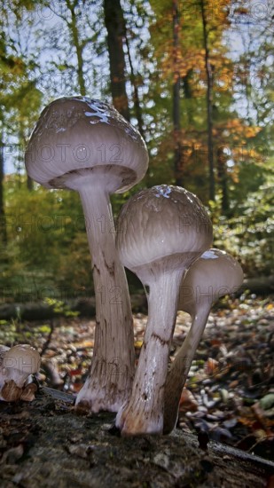 Mushrooms Scheidenstreiflinge (amanita crocea) grow from a tree trunk in autumn forest, surrounded