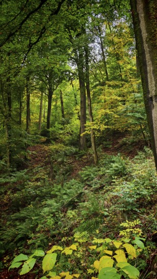 A dense forest with lush greenery and bright leaves creates a peaceful atmosphere, Fichtelgebirge,