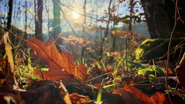 Sunbeams illuminate the autumn forest floor with leaves, Franconian Forest nature park Park