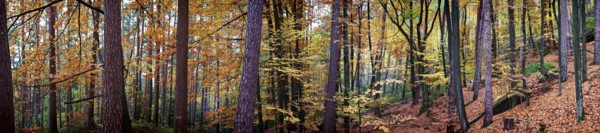 Autumn forest with bright orange leaves and tall trees offers a peaceful and natural atmosphere