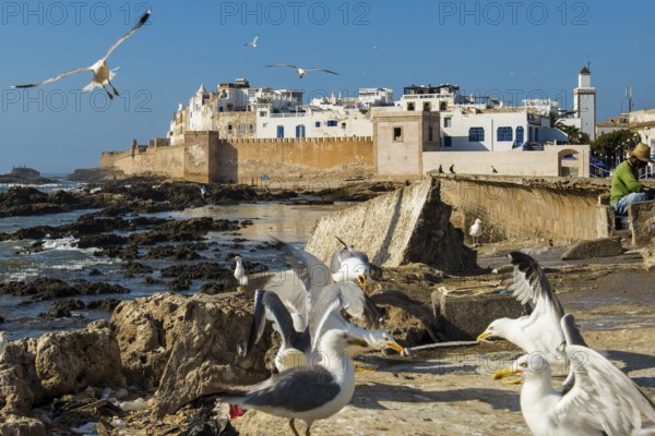 Fishermen and seagulls on the promenade, Essaouira, UNESCO World Heritage Site, Atlantic coast,