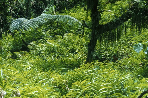 Tropical vegetation, Tahiti, French polynesia