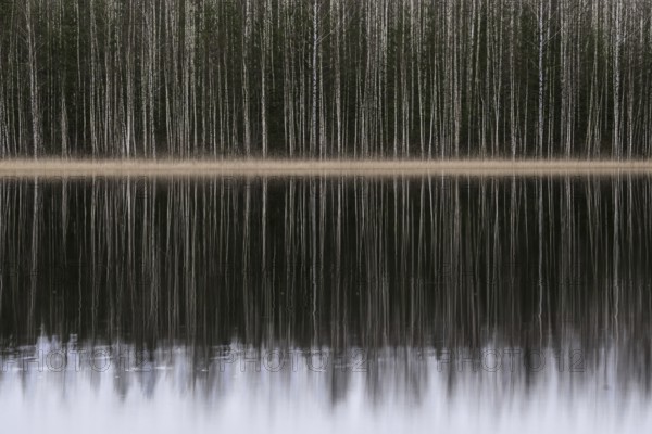 Tight standing, white-black trunks, birch forest on lakeside in winter, forest, multiple exposure,