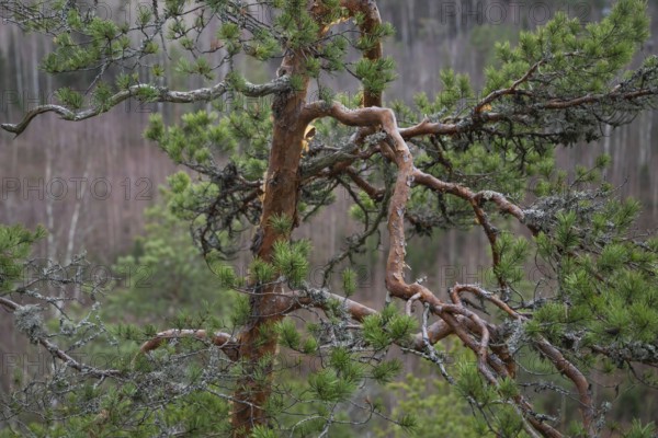 Gnarled branches of a pine tree in winter, near Heinola, Finland