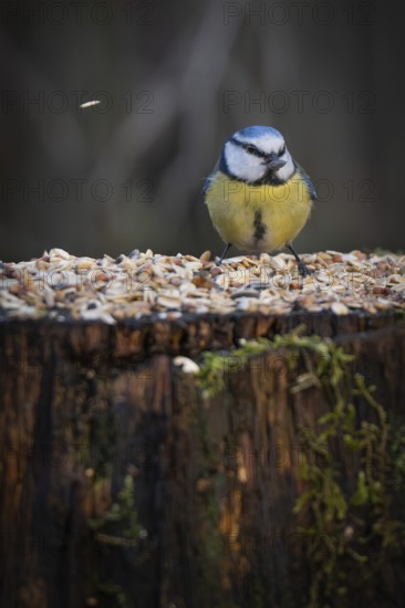 Blue tit (Parus caeruleus) with a sunflower seed in its beak sitting on a tree trunk at a feeding