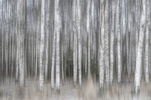 Tight standing, white-black trunks, birch forest in winter, forest, wiping, Finland