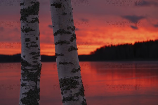 Two birch trunks after sunset over a still, frozen lake and forest, orange-red hues in the cloudy