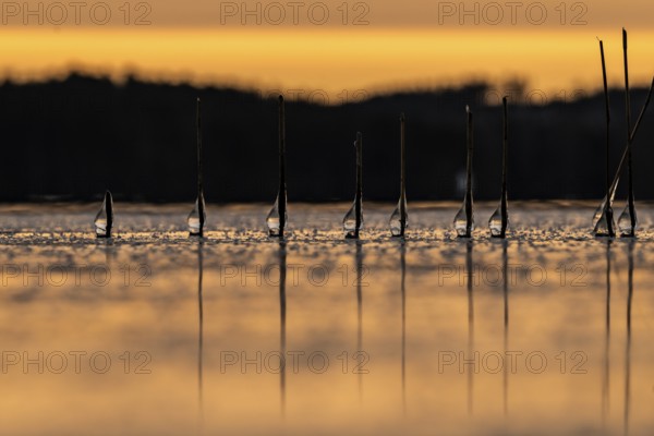 Iced drops on broken reed stalks, frozen lake, sunset, Finland