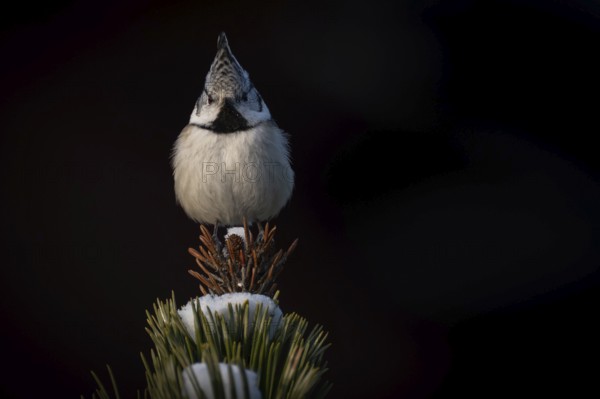 Crested Tit (Parus Scalloped ribbonfish) sitting on branch in pine tree (Pinus) in winter, Korpo or
