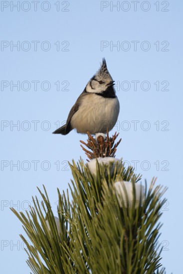 Crested Tit (Parus Scalloped ribbonfish) sitting on branch in pine tree (Pinus) in winter, Korpo or