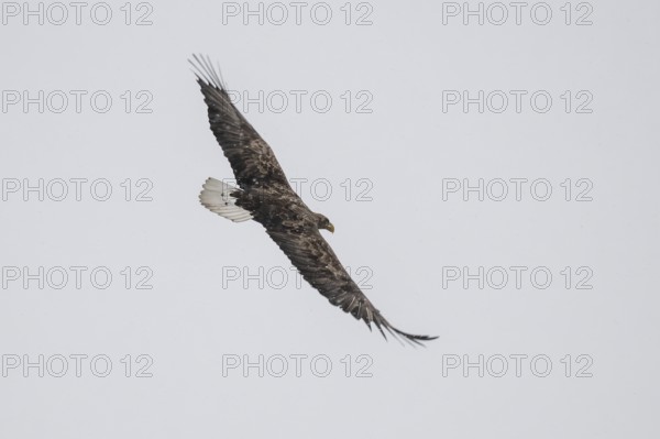 White-tailed eagle (Haliaeetus albicilla) in flight, Korpo or Korppoo, southern Finnish