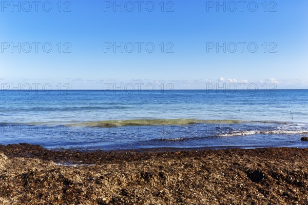 Turquoise sea, algae plague, seaweed carpet, washed seagrass, seaweed, Sargassum brown algae, empty