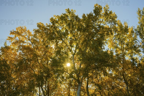 Autumn atmosphere, riparian forest, Lower Austria