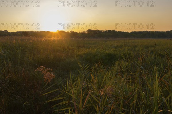 Morning atmosphere, meadow, sunrise, Lower Austria